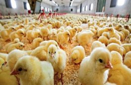 کانون سراسری مرغداران گوشتی خواستار کاهش قیمت جوجه یکروزه شد