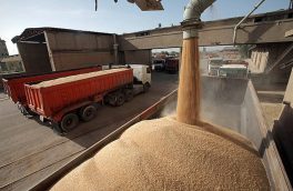 افزایش ۱۰۰ درصدی قیمت تضمینی خرید گندم موجب رغبت برای تحویل محصولات به دولت می‌شود