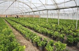 توسعه ۱۰۰ هکتاری گلخانه‌های شهرستان هریس در اراضی پایاب سد آرباتان