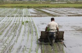 شالیکاران گیلانی هر چه سریعتر نسبت به نشاء برنج اقدام کنن