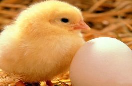 واردات ۲۰ میلیون تخم مرغ نطفه دار در ماه