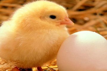 نگرانی ها درباره وضعیت تولید تخم مرغ در شروعی جدید