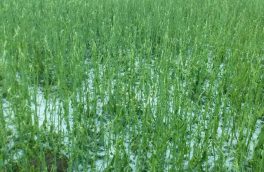 برای سومین بار در هفته جاری باران بهاریبه محصولات زراعی و باغی درخراسان شمالی خسارت زد