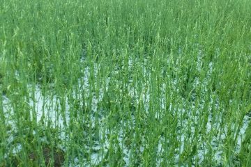 برای سومین بار در هفته جاری باران بهاریبه محصولات زراعی و باغی درخراسان شمالی خسارت زد