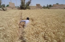 جهش تولید در ۱۴۴هزار هکتار از دیم‌زارهای استان آذربایجان‌شرقی