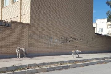 جنجالی که سگ کشی در تبریز به راه انداخت