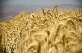 خریداری ۶ هزار و ۷۰ تن گندم در آذربایجان شرقی
