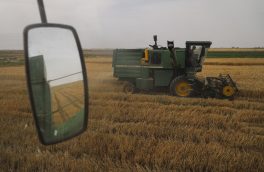 خرید بیش از ۳ هزار و ۶۰۰ تن گندم مازاد بر نیاز کشاورزان خراسان رضوی