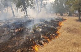 هشت هکتار از اراضی کشاورزی دالاهو در آتش سوخت