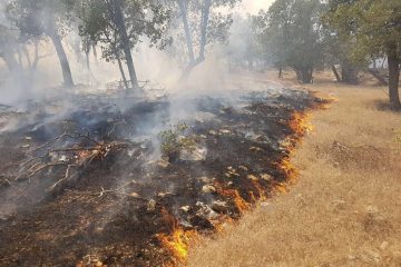 هشت هکتار از اراضی کشاورزی دالاهو در آتش سوخت