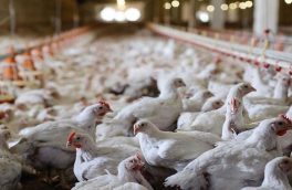 طی هفته‌های اخیر، تولید مرغ دچار چالش‌های جدی شده است