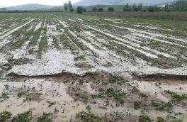 خسارت سیل و تگرگ به ۶۰۰ هکتار از مزارع کشاورزی ارومیه
