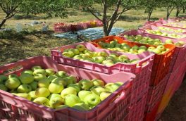 سیبی نیست تا در برابر واردات موز صادر شود