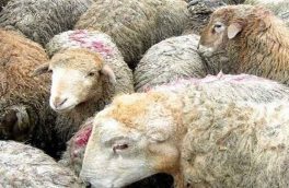 افزایش قیمت گوشت گوسفند زنده به ١٠٠ هزار تومان