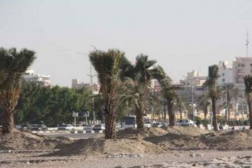 اختصاص۴٠٠ میلیارد تومان برای جلوگیری از خشکیدگی نخیلات خوزستان