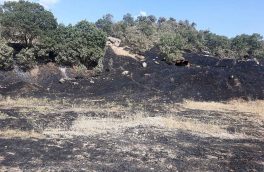 آتش سوزی در منطقه حفاظت شده بوزین و مرخیل مهار شد