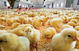 سود ۱۵۰۰ تومانی دلالان از هر قطعه جوجه یکروزه مرغ