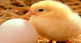 قیمت تخم مرغ در میادین ۴۳ هزار تومان است