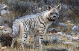 خرافات و باز کردن طلسم بلای جان حیات وحش