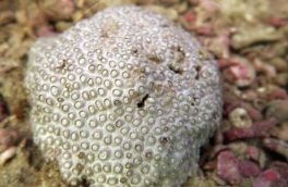 شناسایی یک گونه جدید مرجان سخت در آب های جزیره کیش