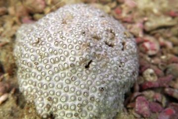 شناسایی یک گونه جدید مرجان سخت در آب های جزیره کیش