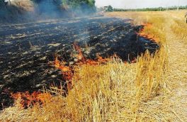کشاورزان از سوزاندن بقایای گیاهی اراضی زراعی خودداری کنند