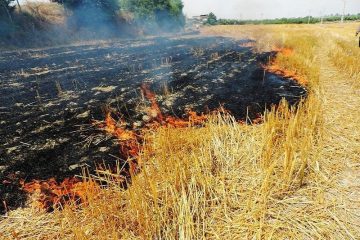 کشاورزان از سوزاندن بقایای گیاهی اراضی زراعی خودداری کنند