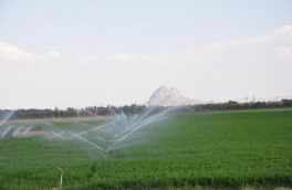 بخش کشاورزی استان اردبیل به دستاوردهای چشمگیری دست یافته است
