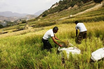 پیش بینی برداشت ۴۵ هزار تن محصول برنج در چرداول