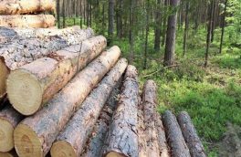 دستگیری متخلفان قطع اشجار در منطقه حفاظت شده خداآفرین