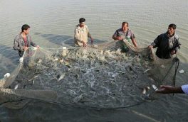 برداشت بیش از  ۲ هزار و ۷۰۰ تن ماهی از منابع آبی آذربایجان شرقی
