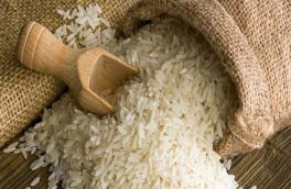 علت اصلی گرانی برنج همان مسئله واردات است