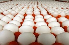 مصرف سرانه تخم مرغ ۲۵ درصد افزایش یافته است