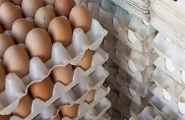 مصرف تخم مرغ در کشور ٢٠ درصد افزایش یافت