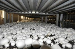 تولید ۴۶ درصد قارچ خوراکی آذربایجان شرقی در تبریز