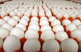کاهش قیمت تخم مرغ/سال آینده با مازاد سنگین تولید مواجه هستیم!