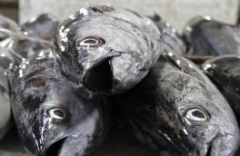 ایران رتبه اول صید تون ماهیان در غرب اقیانوس هند را دارد