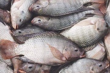 مناظره درباره پرورش ماهی تیلاپیا برگزار شود