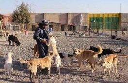 اختصاص پنج هکتار زمین محصور برای اجرای طرح ساماندهی سگ‌های بلاصاحب تبریز