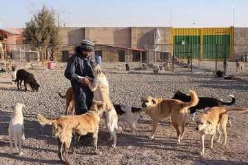 اختصاص پنج هکتار زمین محصور برای اجرای طرح ساماندهی سگ‌های بلاصاحب تبریز