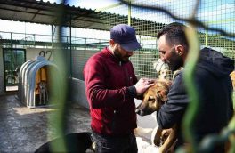 واگذاری ۳۶ درصد سگ زنده گیری شده  در تهران به متقاضیان