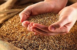 “جنگ گندم” و تلاش هند برای تبدیل به اولین کشور صادرکننده گندم در جهان