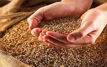 “جنگ گندم” و تلاش هند برای تبدیل به اولین کشور صادرکننده گندم در جهان