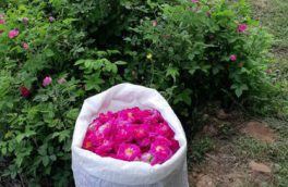 پیش بینی برداشت بیش از ۵۰ تن گل محمدی از گلستانهای شهرستان جلفا