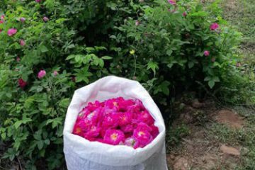 پیش بینی برداشت بیش از ۵۰ تن گل محمدی از گلستانهای شهرستان جلفا