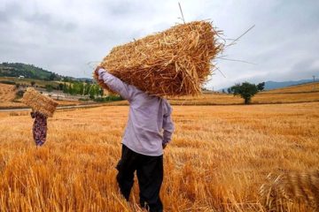 ۲ میلیون هکتار از گندمزارهای کشور به روش قراردادی کشت می شود