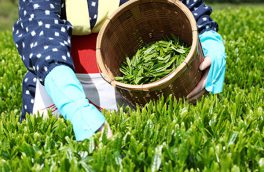 بیش از ۱۴ هزار تن برگ سبز چای از چایکاران کشور خریداری شد