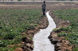 معاون وزیر جهاد کشاورزی : اعطای کمک‌های ویژه به کشاورزانی که محصول کم آب کشت کنند