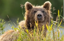 یک قلاده خرس قهوه‌ای زخمی در شهرستان هوراند تلف شد
