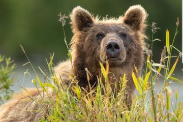 یک قلاده خرس قهوه‌ای زخمی در شهرستان هوراند تلف شد